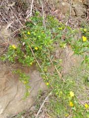Hibbertia nitida