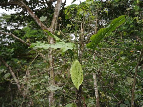 Monstera lechleriana, photograph 6