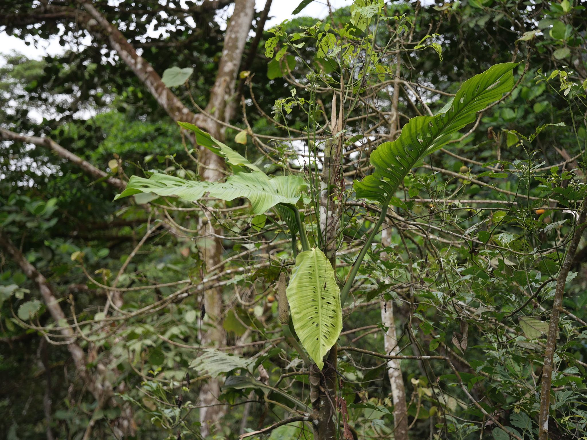 Monstera lechleriana