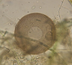 Galeripora discoides