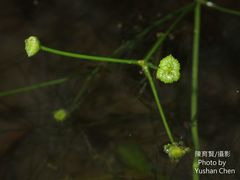 Alisma canaliculatum