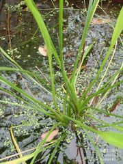 Alisma canaliculatum