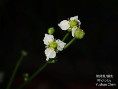 Alisma canaliculatum
