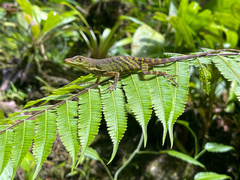 Anolis purpurescens