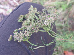 Seseli annuum