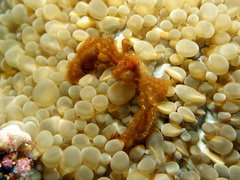 Achaeus japonicus