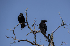 Corvus orru