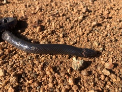 Amblyodipsas polylepis