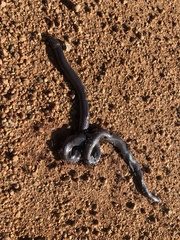 Amblyodipsas polylepis