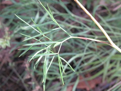 Peucedanum ruthenicum