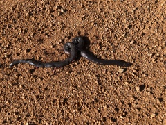 Amblyodipsas polylepis