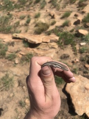 Trachylepis laevigata