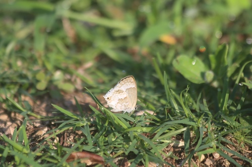 Mariposa Sedosa Blanca