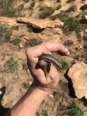 Trachylepis laevigata