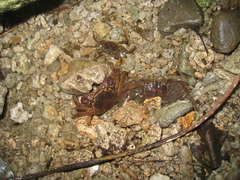 Sesarmops imperator