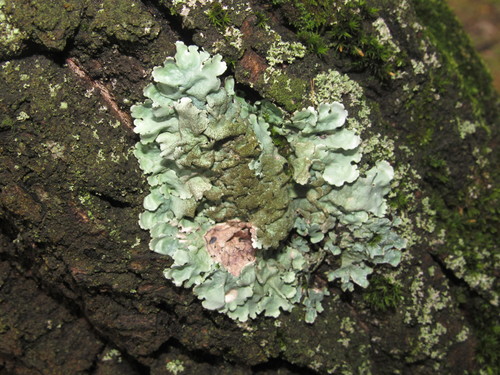 Stangrioji parmelina nuotrauka