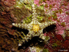 Neoferdina cumingi