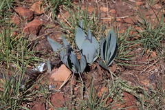 Ledebouria confusa