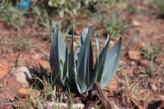 Ledebouria confusa