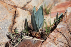 Ledebouria confusa