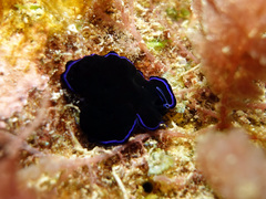 Pseudoceros caeruleocinctus