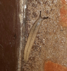 Meghimatium pictum