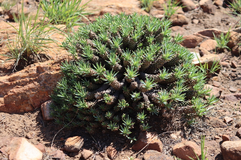 Northern Lionspoor