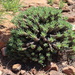 Euphorbia davyi - Photo (c) Jacob Dirsuwei, algunos derechos reservados (CC BY-NC), subido por Jacob Dirsuwei