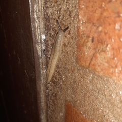 Meghimatium pictum