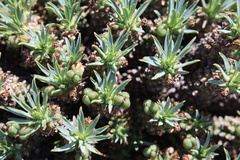 Euphorbia davyi