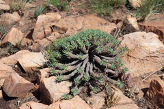 Euphorbia davyi
