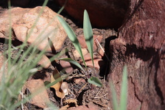 Ledebouria glauca
