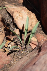 Ledebouria glauca