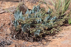 Ledebouria confusa