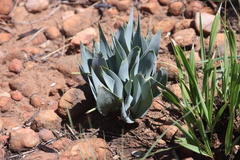 Ledebouria confusa