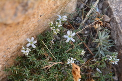 Arenaria aggregata