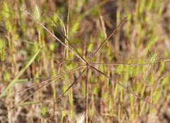 Enteropogon acicularis