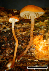 Marasmius croceus