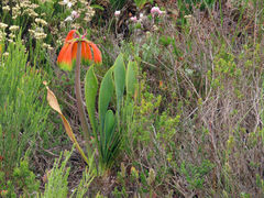 Cyrtanthus obliquus