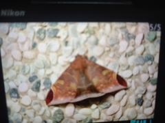 Pindara illibata