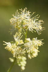 Thalictrum lucidum