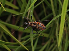 Gminatus australis