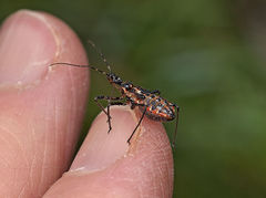 Gminatus australis