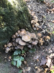 Coprinellus