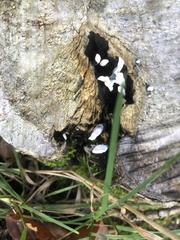 Xylaria hypoxylon