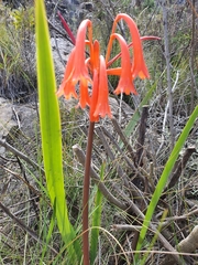 Cyrtanthus angustifolius