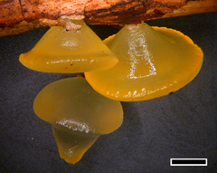 Heterotextus miltinus