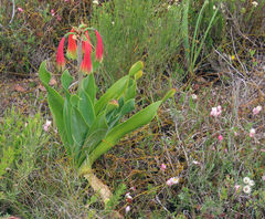 Cyrtanthus obliquus
