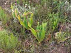 Cyrtanthus obliquus