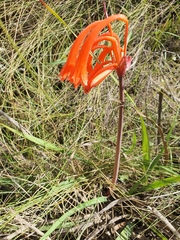 Cyrtanthus angustifolius